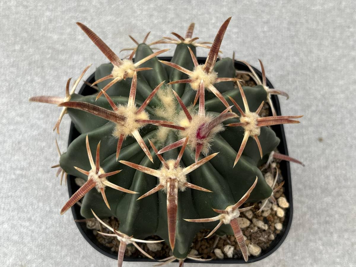 サボテン　綾波　ホマロケファラ Amazon.co.jp: サボテン 多肉植物 ホマロケファラ 綾波 抜き苗